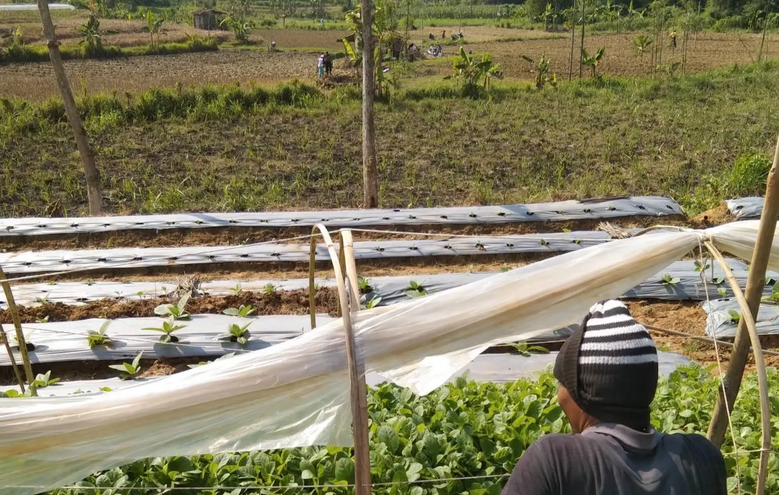 Petani Logede Kesulitan Air Akibat Lapisan Padas, Distan Usulkan Sumur Deker di Anggaran Perubahan