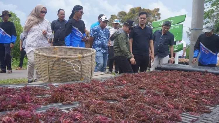 Pusat Kucurkan Rp9 Miliar, Karimunjawa Bersiap Jadi Sentra Rumput Laut Nasional