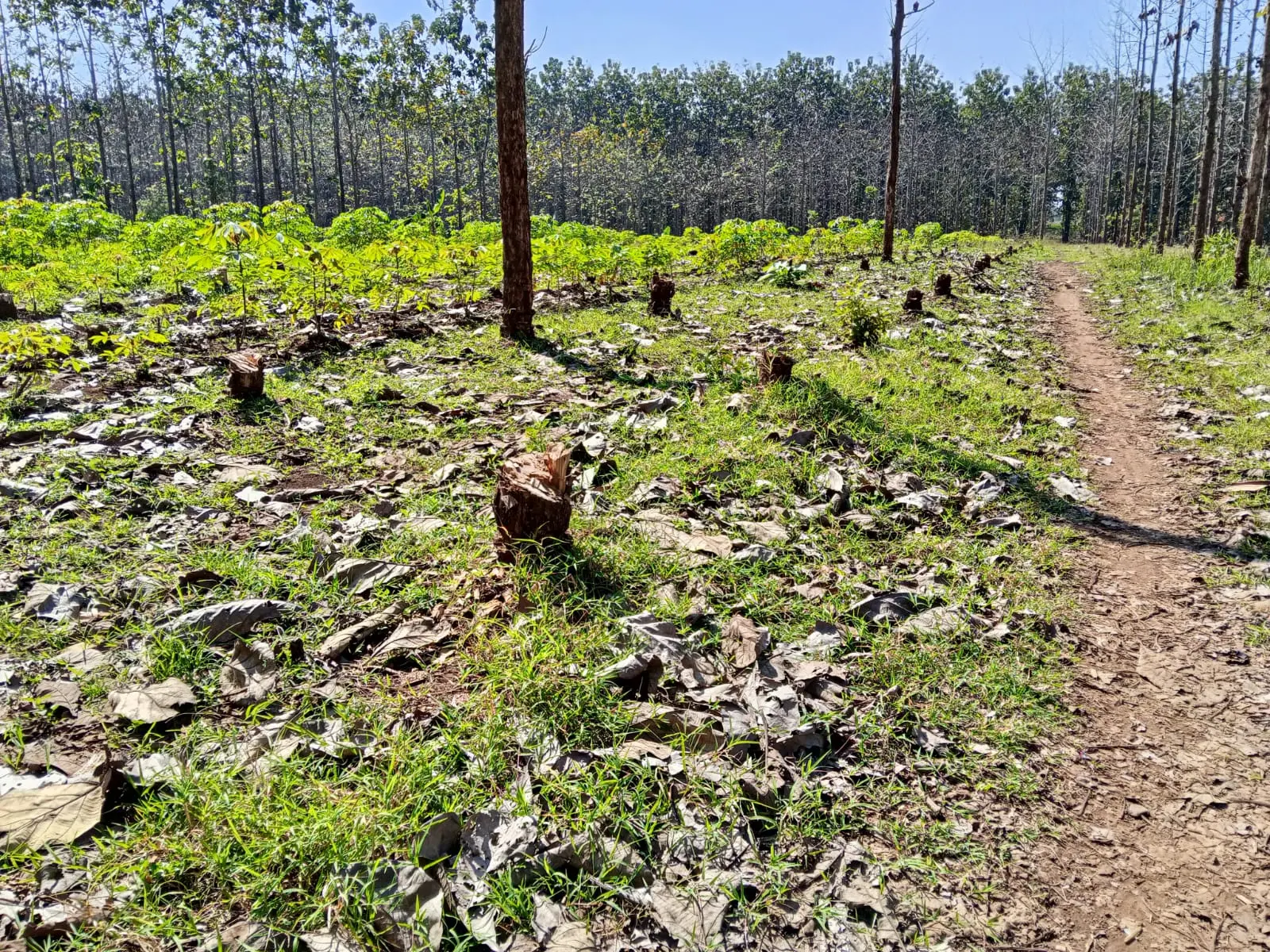 Hutan Negara di Regaloh Pati Dijarah Blandong, Perhutani Rugi Rp1,1 Miliar