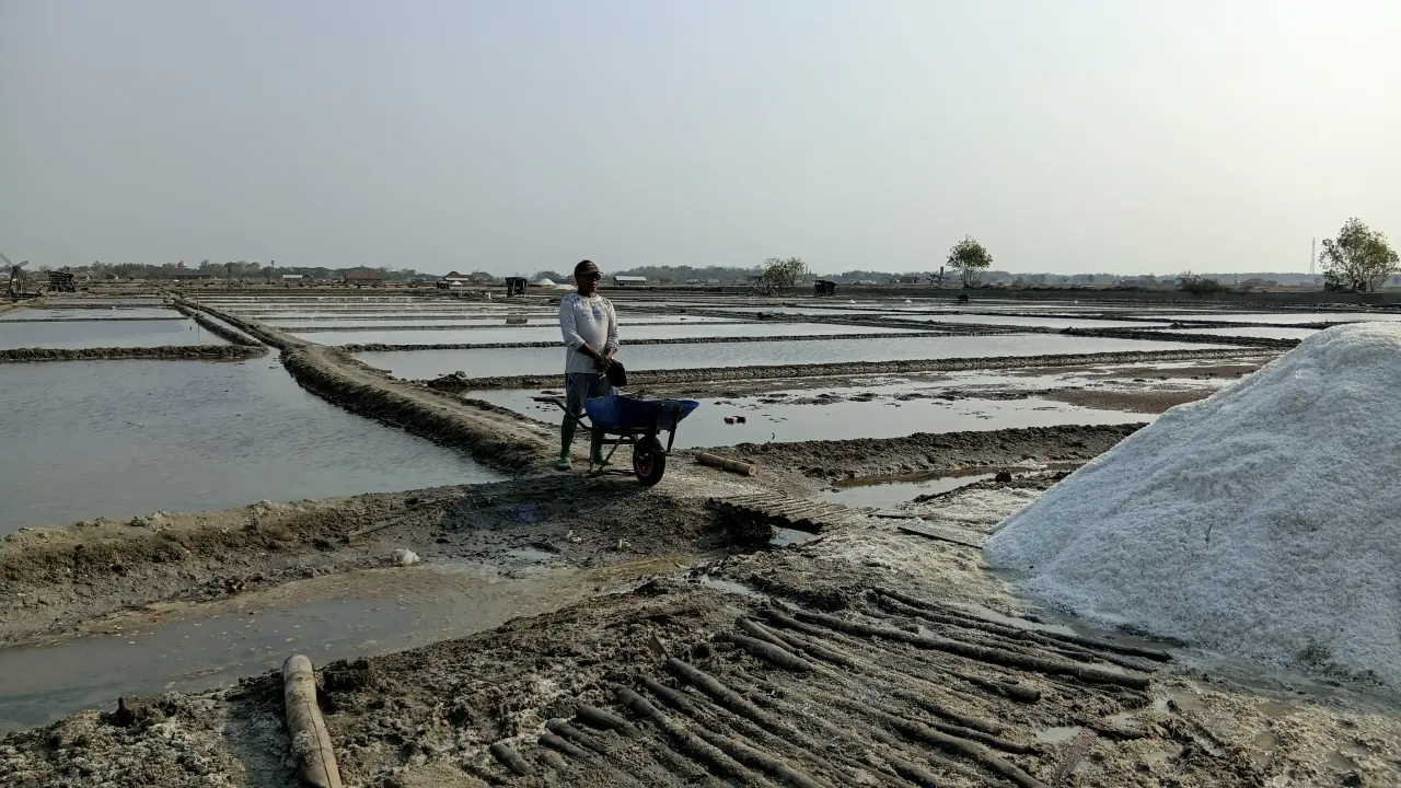 Harga Produksi Garam di Rembang Naik, Petani Senang